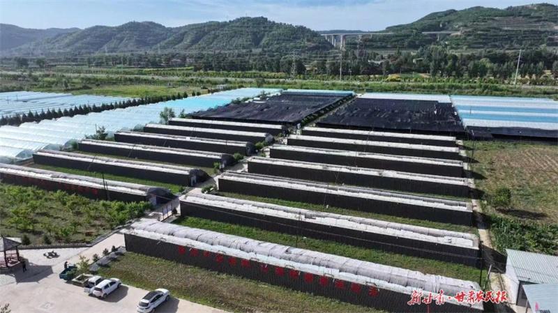 崇信县枣林村：香菇种植成就产业兴旺，托起生活富足新希望  第2张