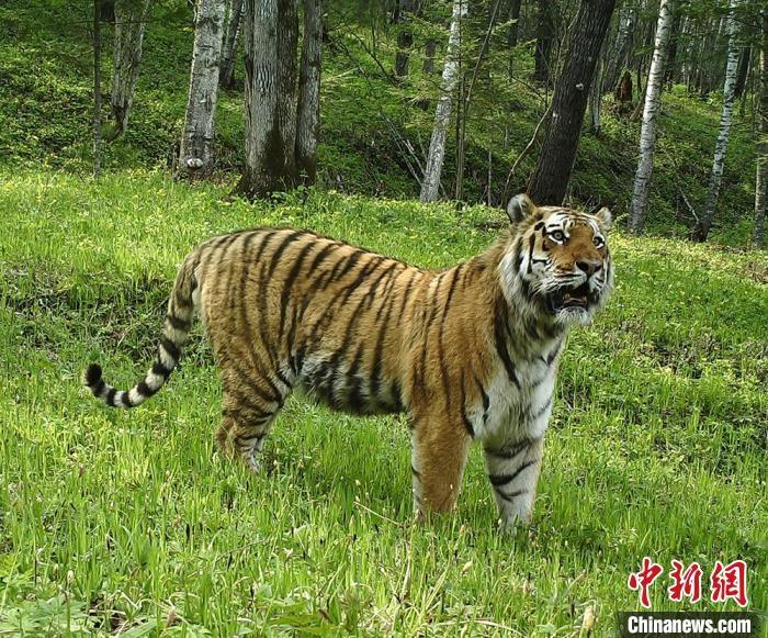 东北虎豹国家公园设立三年，野生虎豹数量翻倍  第2张