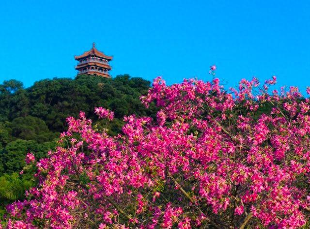 十月的白云山竟如春天般粉红，这究竟是怎么回事？