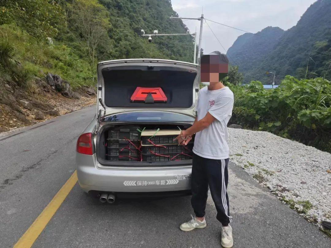 广西边检总站连续查获两批走私活体蛇类，总重约 2.7 吨，案值约 54 万元  第2张