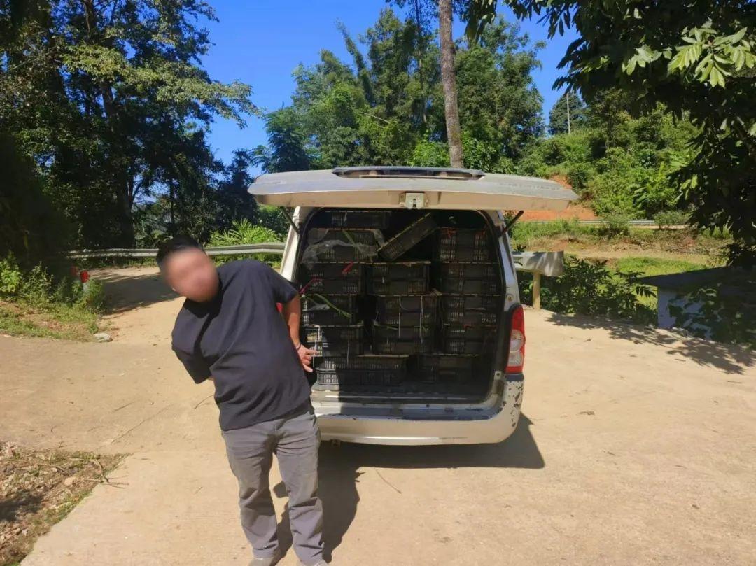 广西边检总站连续查获两批走私活体蛇类，总重约 2.7 吨，案值约 54 万元  第4张