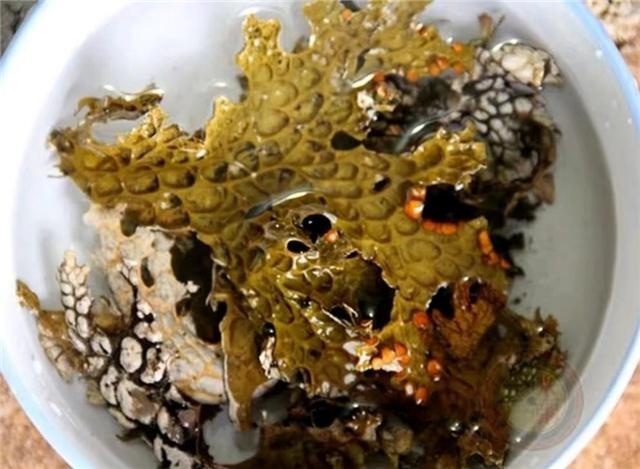 哀牢山爆火！特产搜索量同比增长超 8 倍，这些神秘好物你不能错过  第2张
