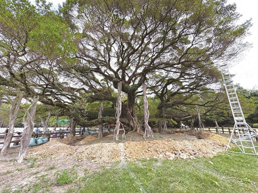 福州国家森林公园榕树王进行复壮保护，千年古树能否重焕生机？  第1张