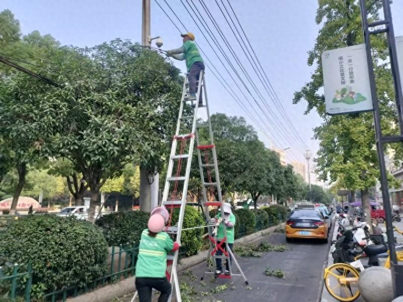 注意！枝江市住建局联合公安交警部门出手，320 余株树木被修剪，原因竟然是……  第1张