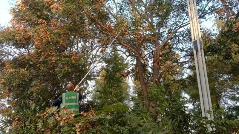 注意！枝江市住建局联合公安交警部门出手，320 余株树木被修剪，原因竟然是……  第2张