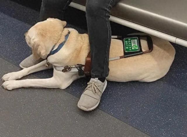 上海一视力障碍人士申请导盲犬，竟被要求获得所在楼栋邻居 100%同意