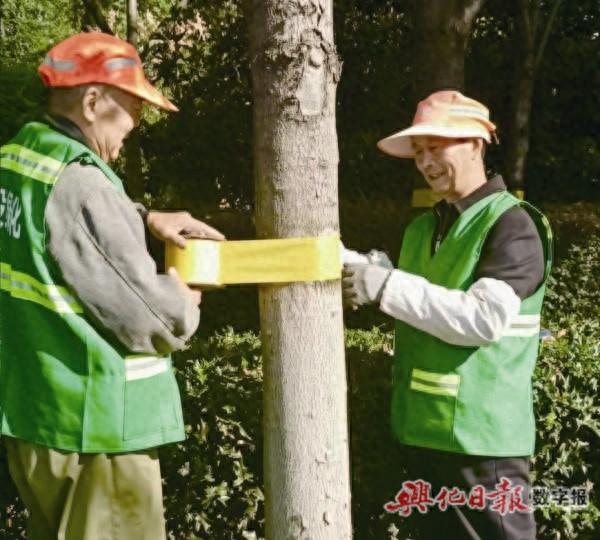 9500 多株黄山栾树、榉树遭蚜虫侵害，城投绿化公司如何应对？  第1张