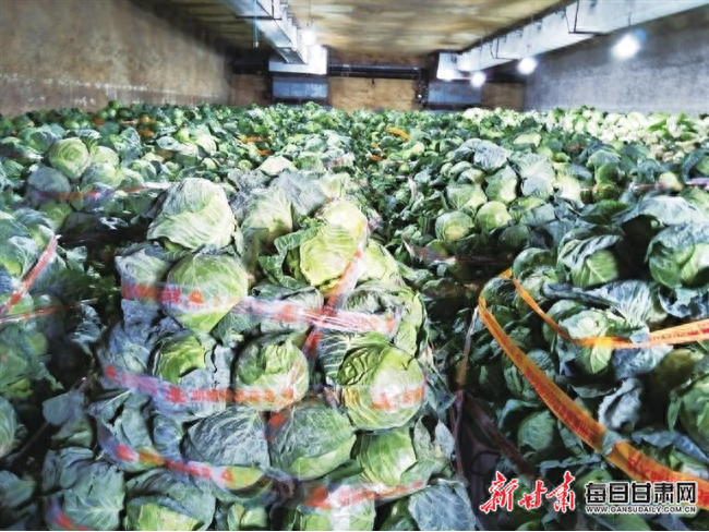 1 万吨冬春蔬菜已收储到位，兰州市全力保障今冬明春菜篮子  第1张