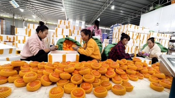 2024 年双十一，蒙自特色农产品搭乘电商快车，走向全国乃至世界  第2张