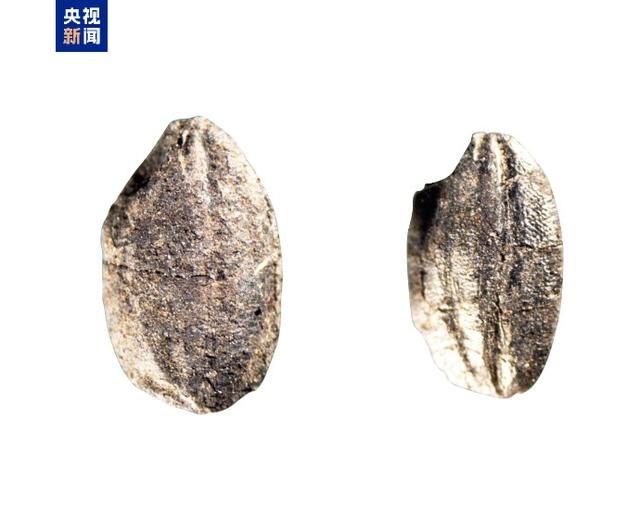 央视新闻报道：陶寺遗址博物馆今日开馆，探秘 4300 年前的中华文明  第6张