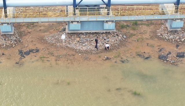滨州成功治理互花米草，守护滨海湿地生态安全  第2张