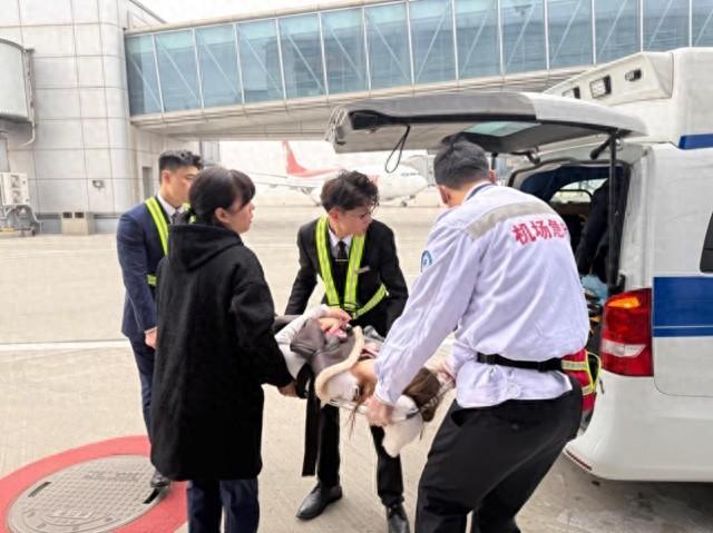 首都航空一外籍旅客突发晕厥抽搐，青岛机场一小时紧急救援转危为安  第1张