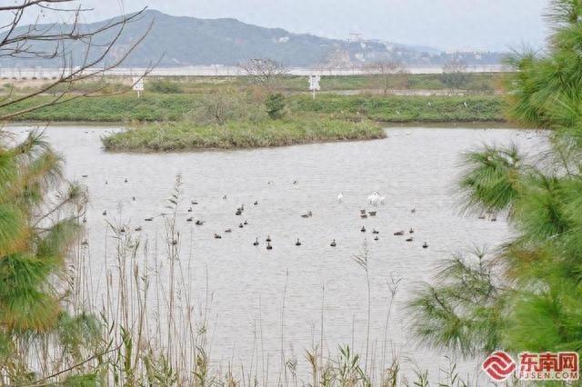 闽江河口湿地为何成为鸟类乐园？福建首宗复合型自然资源确权登记实地探访  第1张
