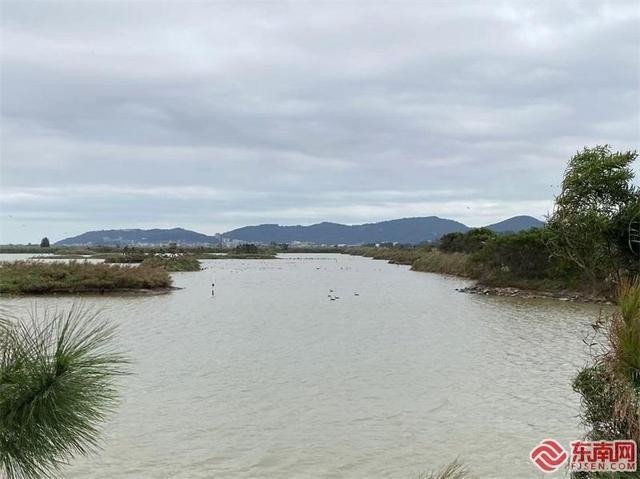 闽江河口湿地为何成为鸟类乐园？福建首宗复合型自然资源确权登记实地探访  第3张
