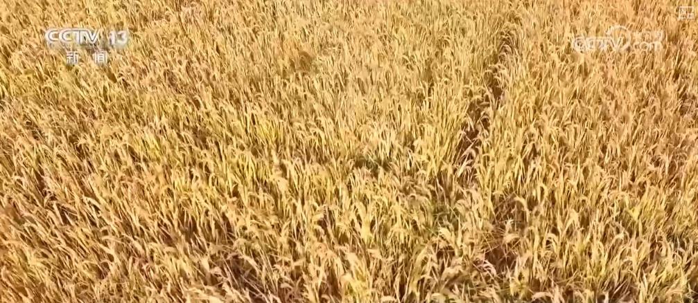 江苏耕地总量连续三年净增 96 万亩，它是怎么做到的？  第6张