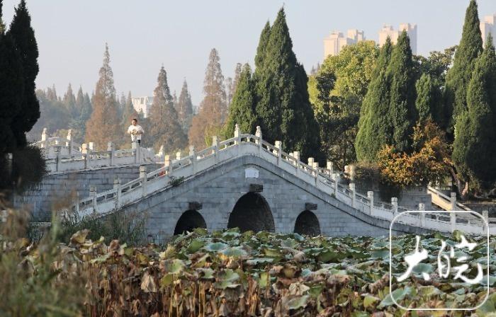 初冬的龙湖公园，残荷、水鸟、垂柳，宛如一幅水墨画  第2张