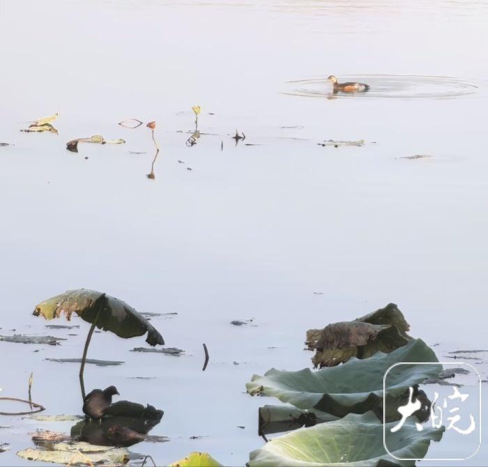 初冬的龙湖公园，残荷、水鸟、垂柳，宛如一幅水墨画  第7张