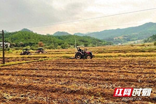 700 亩油菜栽种热潮来袭，产量预计每亩 300 斤以上