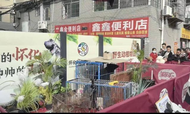 理发店爆火后，野生动植物园竟携黑熊等动物现场展示，结果……  第2张