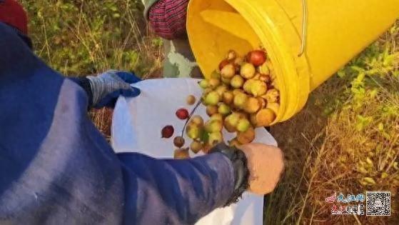 万年县油茶大丰收！2000 亩油茶林年产 700 万斤山茶籽，产值高达 1000 万元  第1张
