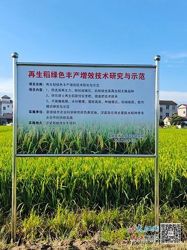 再生稻：一种两收三高五省，解决农村劳动力短缺，助力乡村产业振兴  第2张