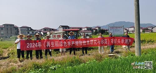 再生稻：一种两收三高五省，解决农村劳动力短缺，助力乡村产业振兴  第3张