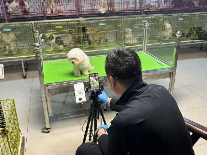 8 年宠物直播，揭秘辽宁鞍山百万犬猫繁育核心产区的崛起