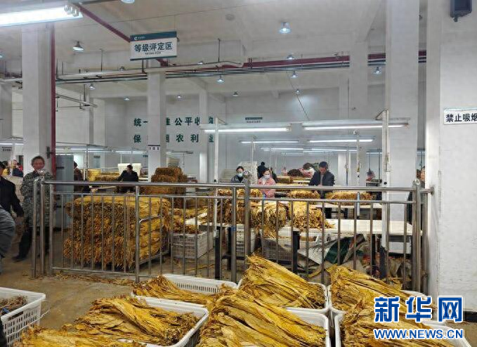 湖北一镇靠三片叶子缔造致富路，你知道是哪三片吗？  第1张
