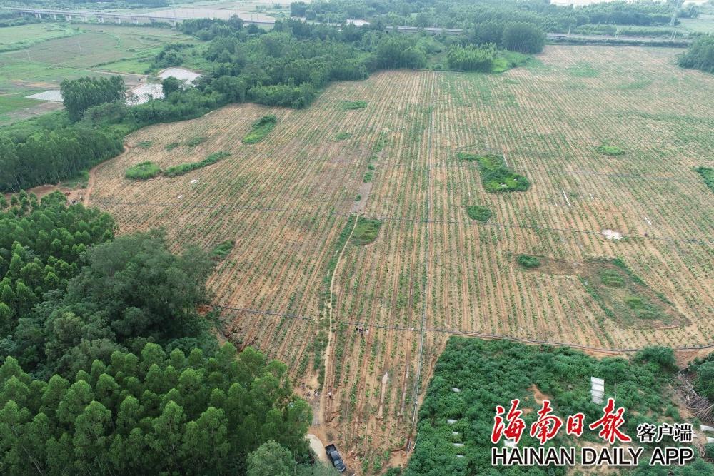 海南多地林地监管缺位，毁林问题频发，真相究竟如何？  第2张