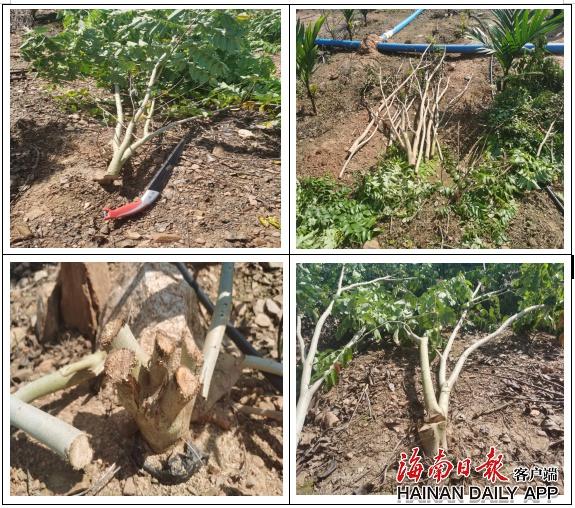 海南多地林地监管缺位，毁林问题频发，真相究竟如何？  第4张