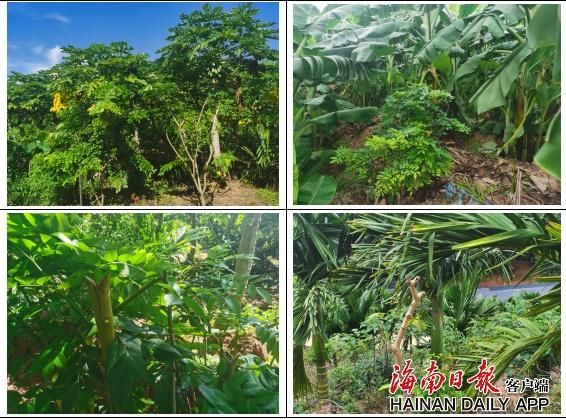 海南多地林地监管缺位，毁林问题频发，真相究竟如何？  第5张