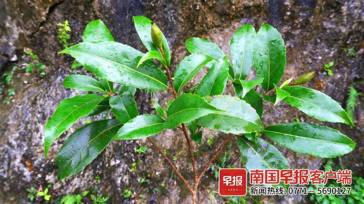 乐业现新物种！你见过像山羊角的树吗？  第2张