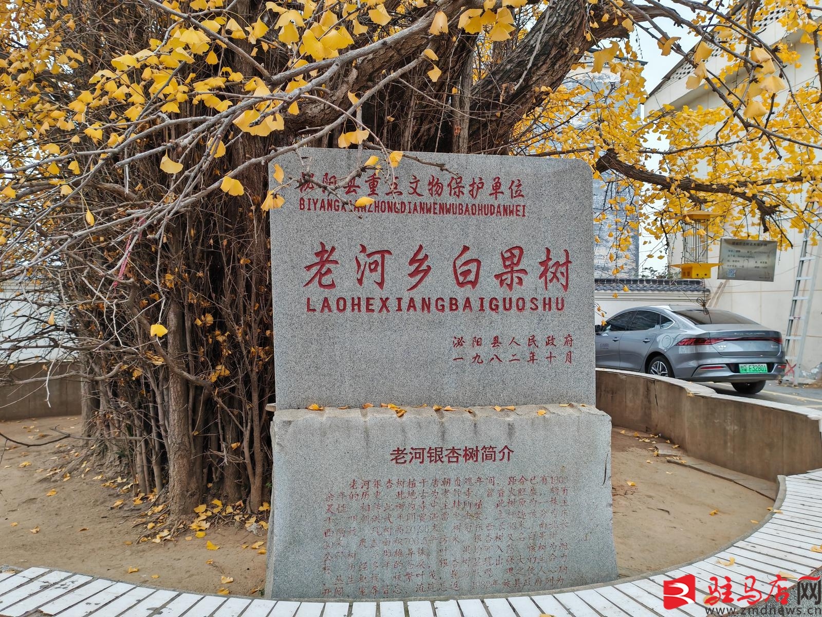 千年银杏树披黄金甲，老河乡政府院内惊现绝美冬日奇观  第3张