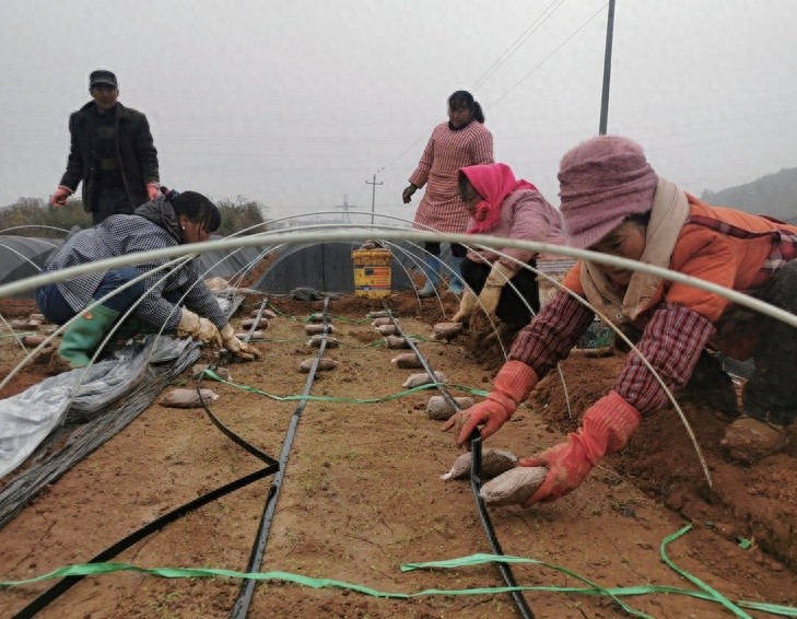鲁甸县茨院回族乡：冬季闲置土地变身羊肚菌宝地，家门口就业新机遇  第1张