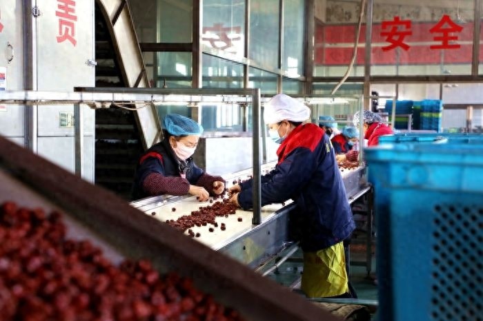寒冬中的红枣加工热潮：24小时不停歇，只为满足你的味蕾  第1张