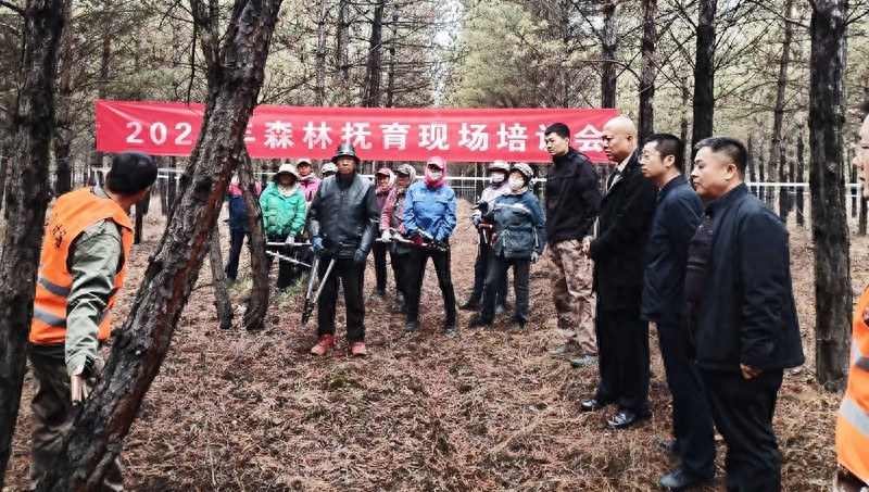 山西桑干河杨树丰产林实验局：8.94万亩森林抚育项目，四项举措全面推进，成效显著