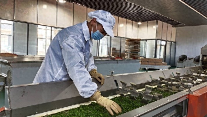靖远万亩文冠果基地：花开如海，茶香四溢，你不可错过的北方秘境  第1张
