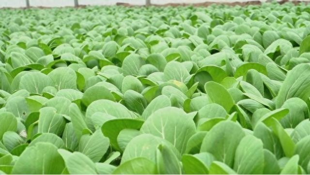 寒冬里的温暖希望：沈丘越冬蔬菜大量上市，保障民生需求