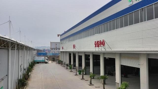 寒冬里的温暖希望：沈丘越冬蔬菜大量上市，保障民生需求  第2张