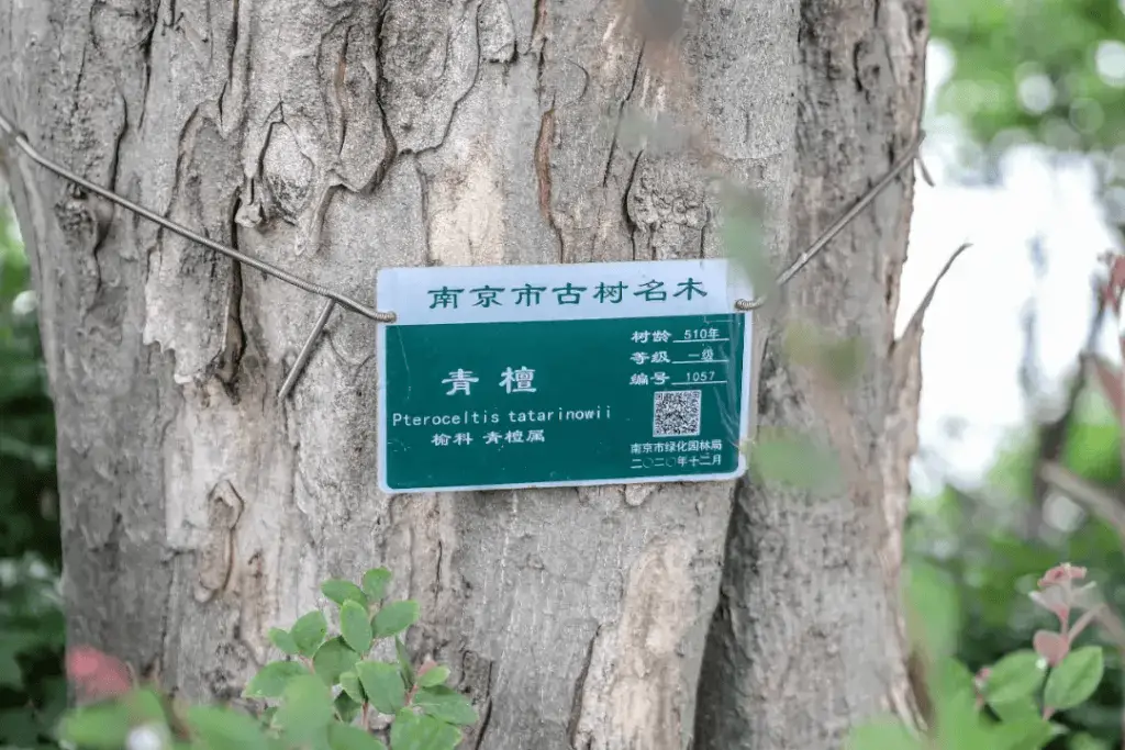 江苏古树名木普查揭秘：2220年梧桐树背后的千年传奇