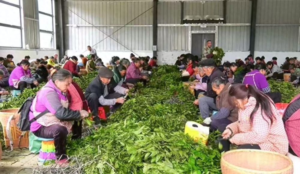 揭秘贵州凤冈：板蓝根种植如何让绿水青山变成金山银山？
