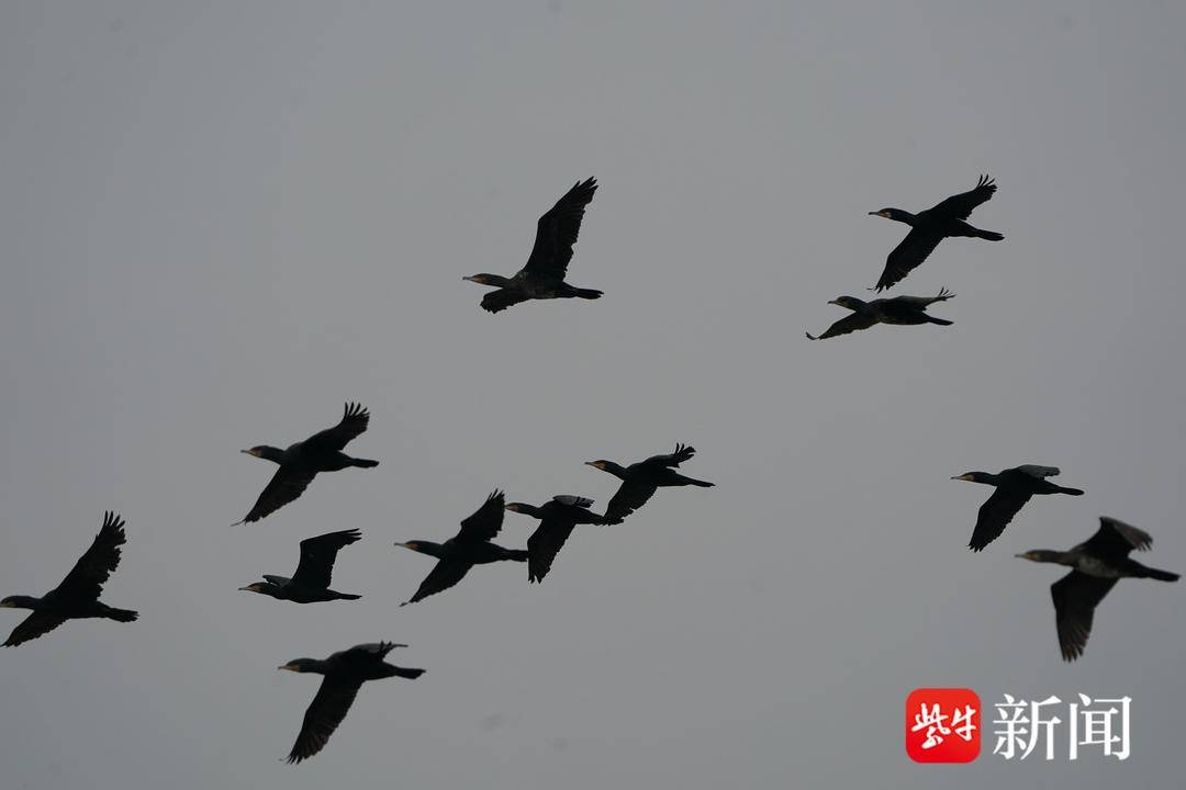 南京滨江带生态大变样！成群鸬鹚越冬，长江大保护成果显著  第2张