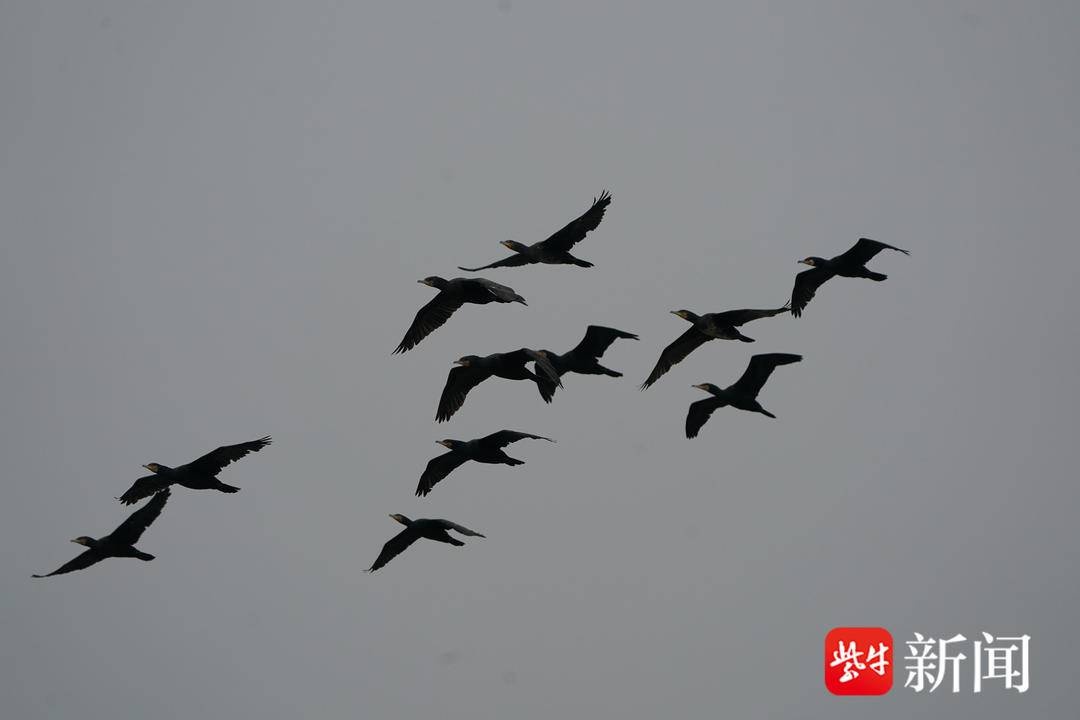 南京滨江带生态大变样！成群鸬鹚越冬，长江大保护成果显著  第4张