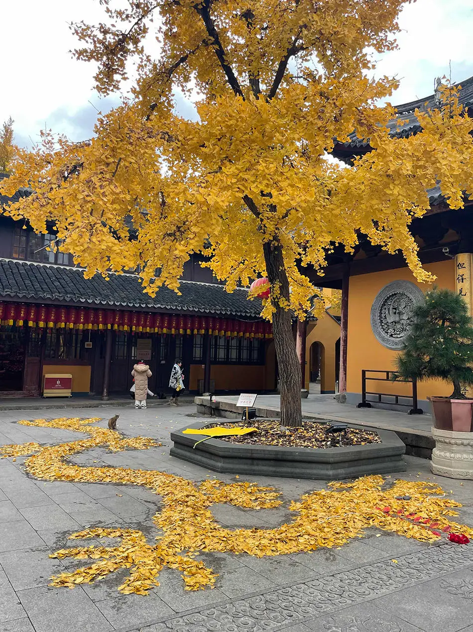 龙华寺惊现银杏艺术！猫咪、金龙栩栩如生，网友：高手在民间  第3张