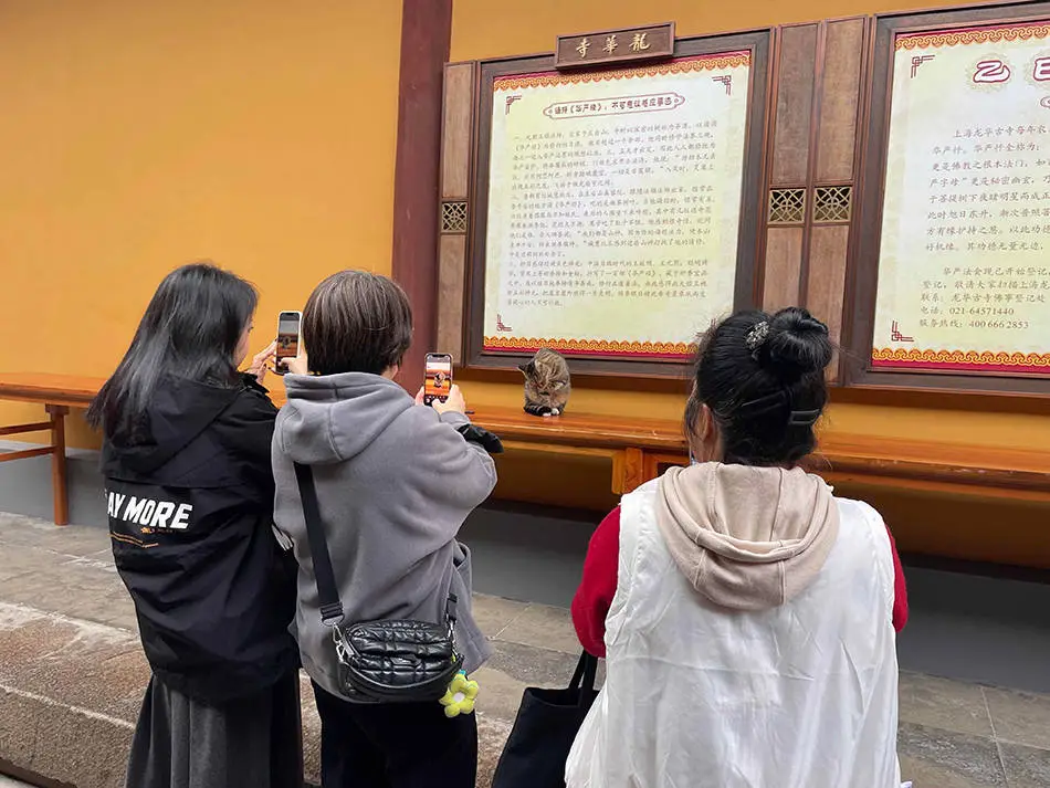 龙华寺惊现银杏艺术！猫咪、金龙栩栩如生，网友：高手在民间  第6张