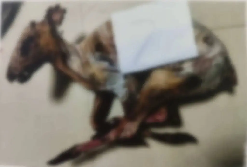一人三狗猎杀野猪，唐某的疯狂捕猎之路：贪欲如何让他走向法网？  第4张