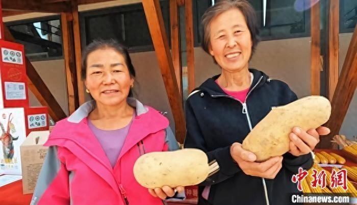 5.4 万亩！21 万吨！左云县小土豆如何撑起大产业？