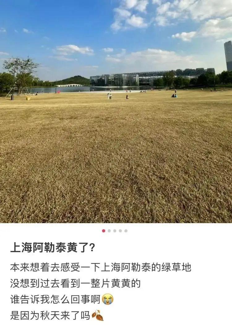 一夜变黄的草坪，背后原因竟然是这样  第2张