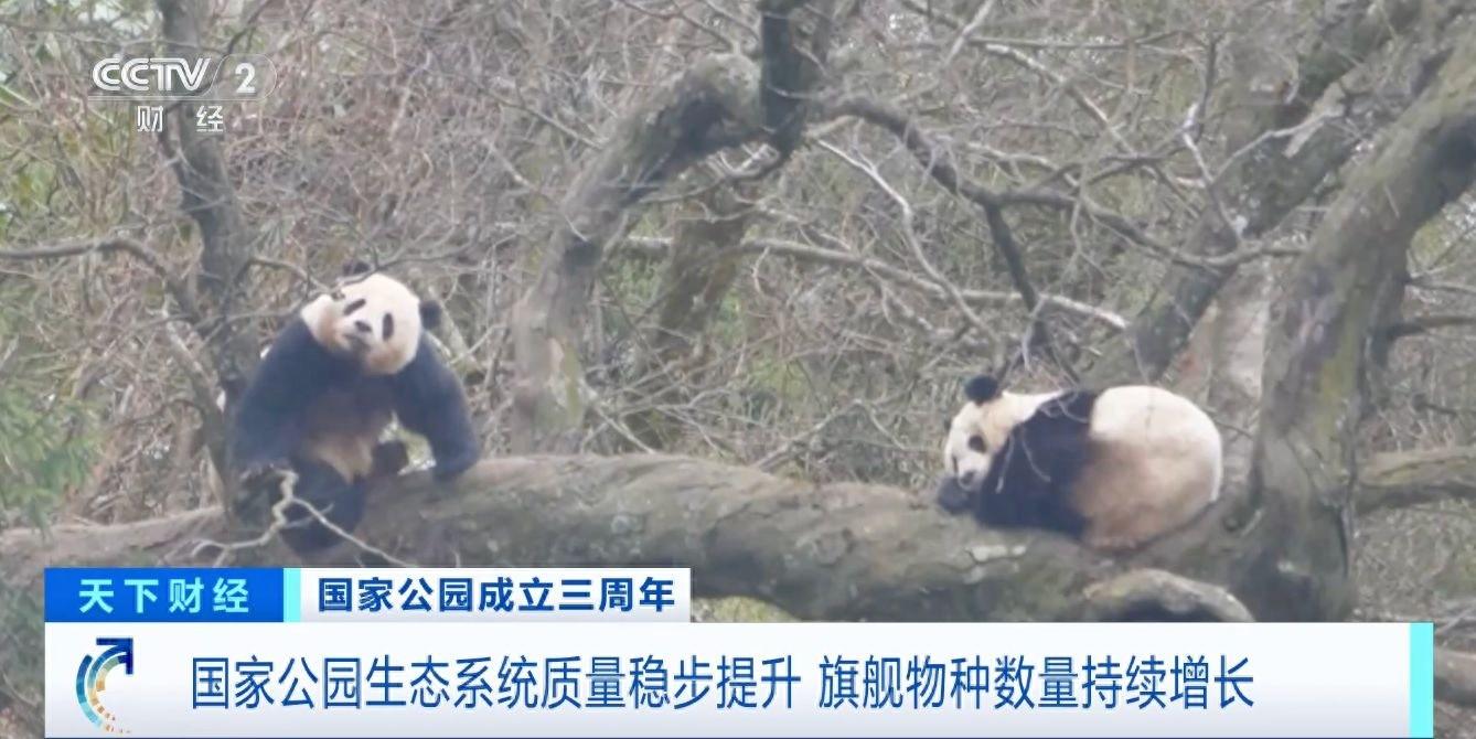 三年！国家公园生态保护成效显著，大熊猫等旗舰物种数量持续增长  第1张