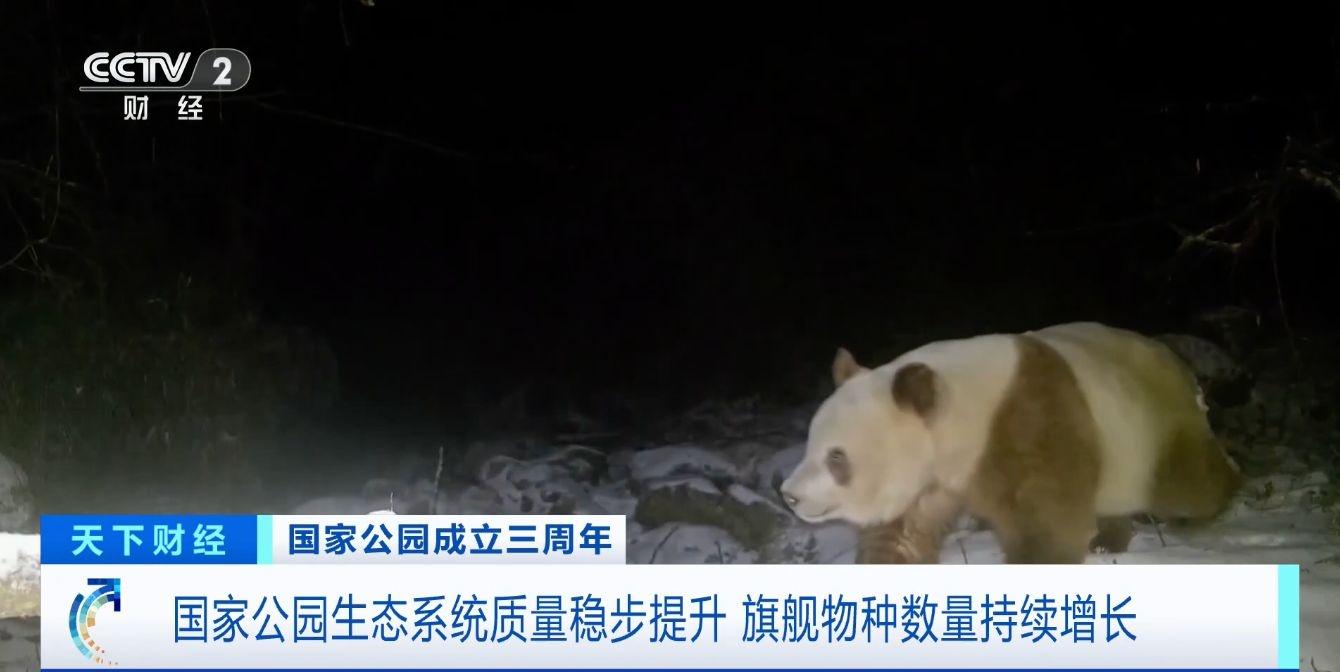 三年！国家公园生态保护成效显著，大熊猫等旗舰物种数量持续增长  第2张